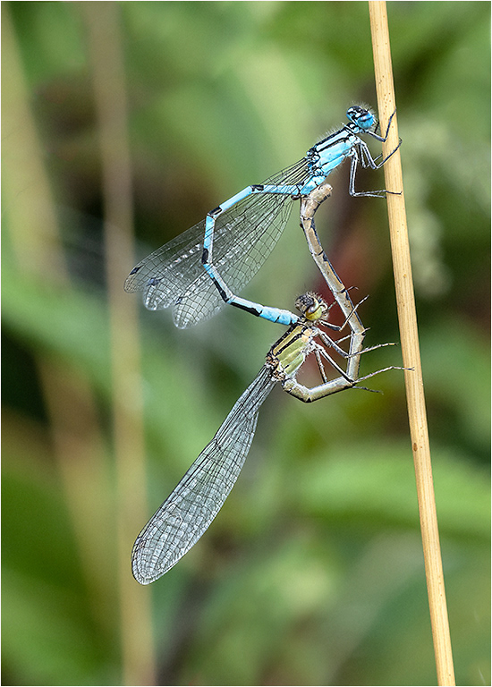 Common Blue Damselflies