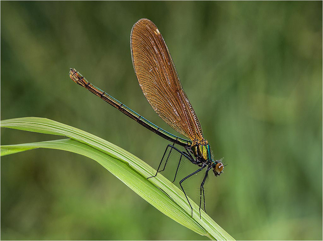 Roger Hance FRPS - Award Winning Photographer - Dragonflies and Damselflies