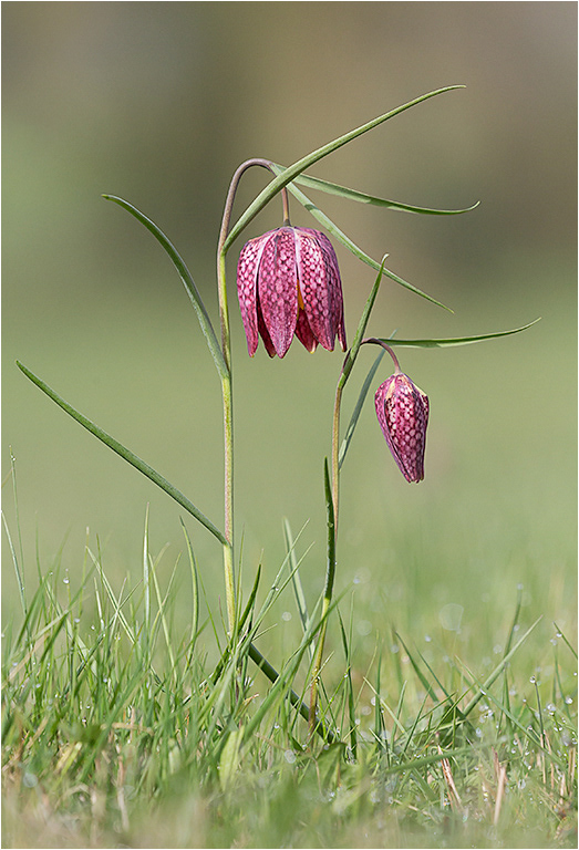 Snakes Head Fritillaries