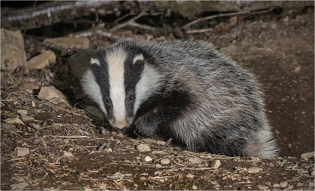 Badgers