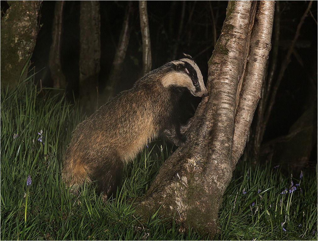 Badger looking for insects in tree bark