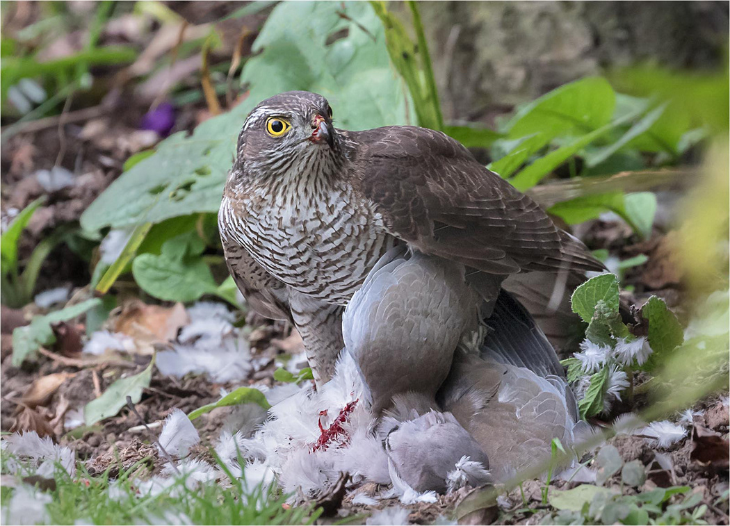 Sparrowhawk Female with Collared Dove Kill