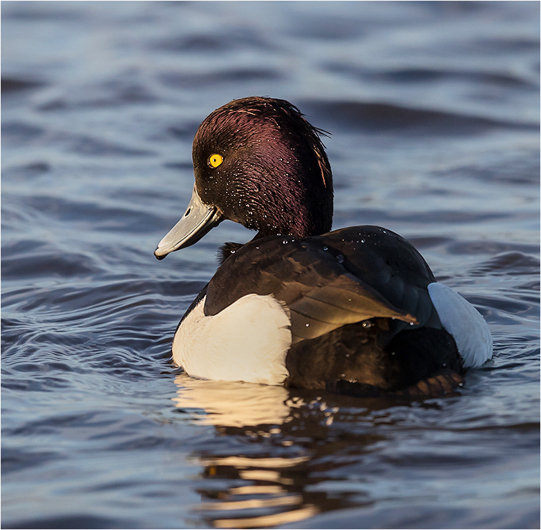 Goldeneye