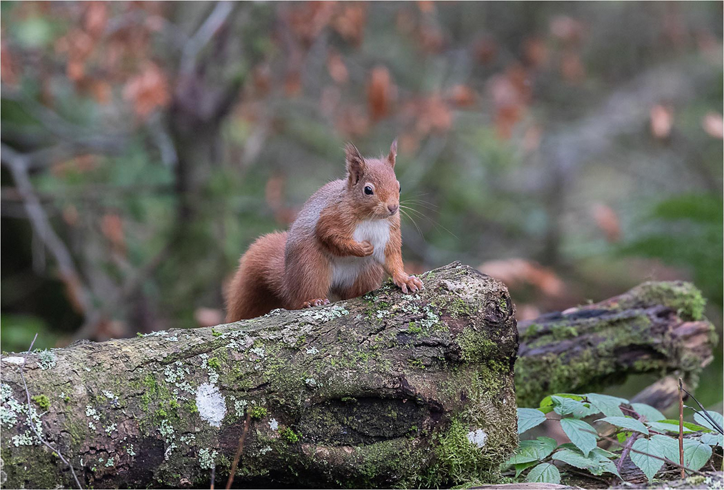 Red Squirrel
