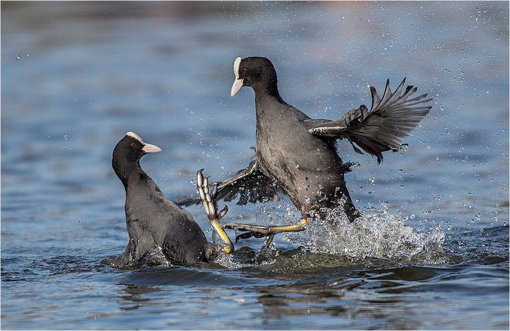 Coots Fighting