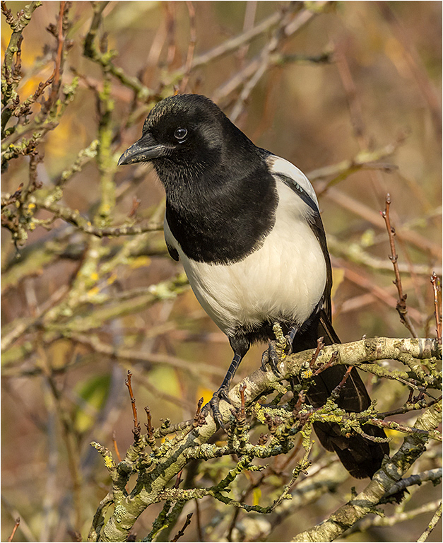 Magpie