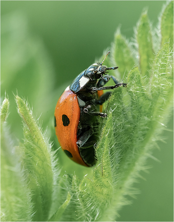 Seven Spot Ladybird