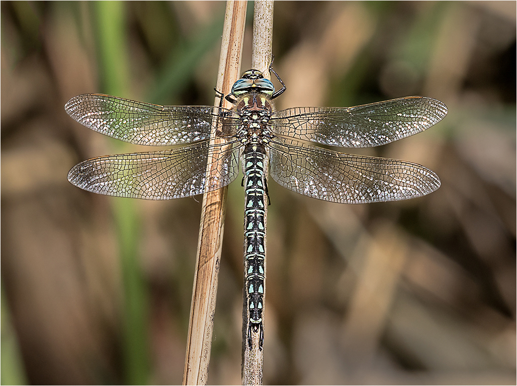 Hairy Dragonfly