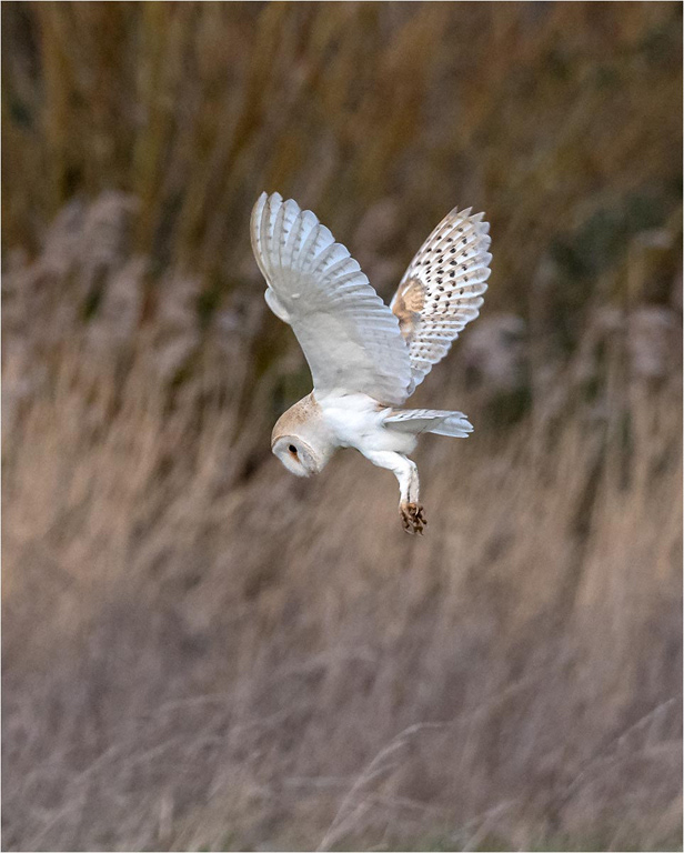 Barn Owl
