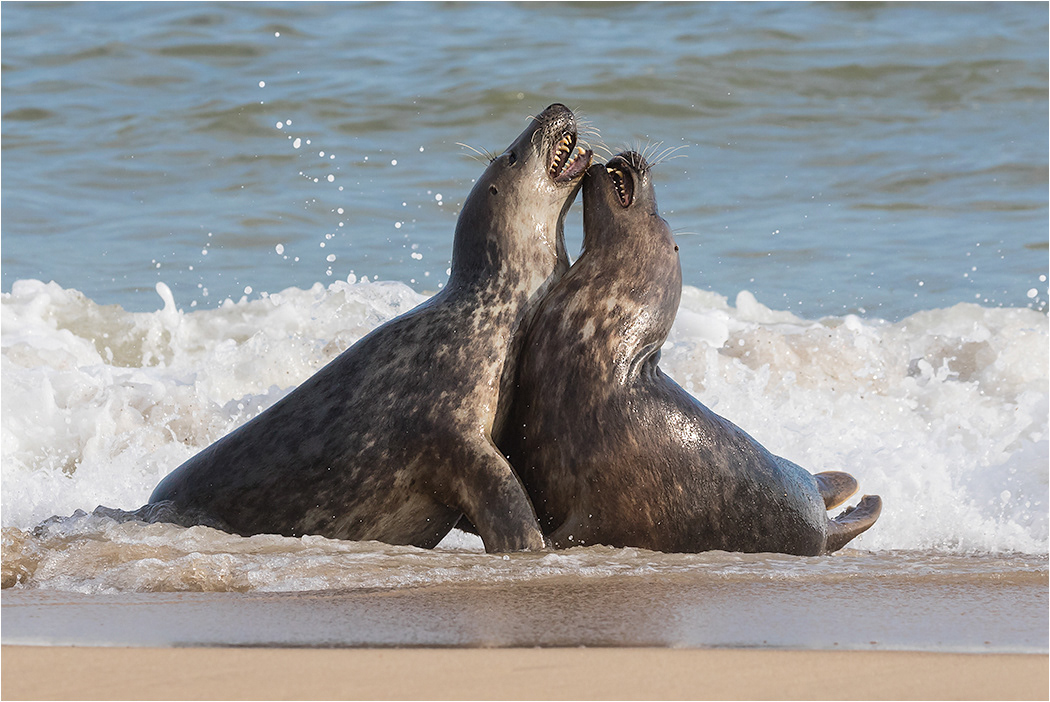 Seals Norfolk