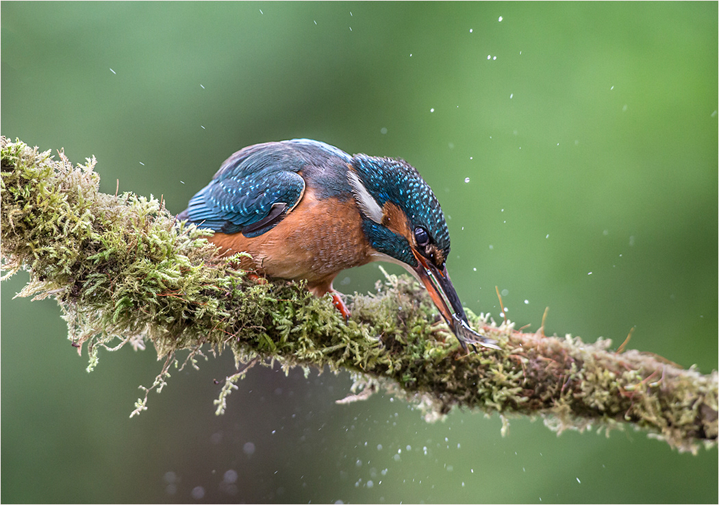 Kingfisher