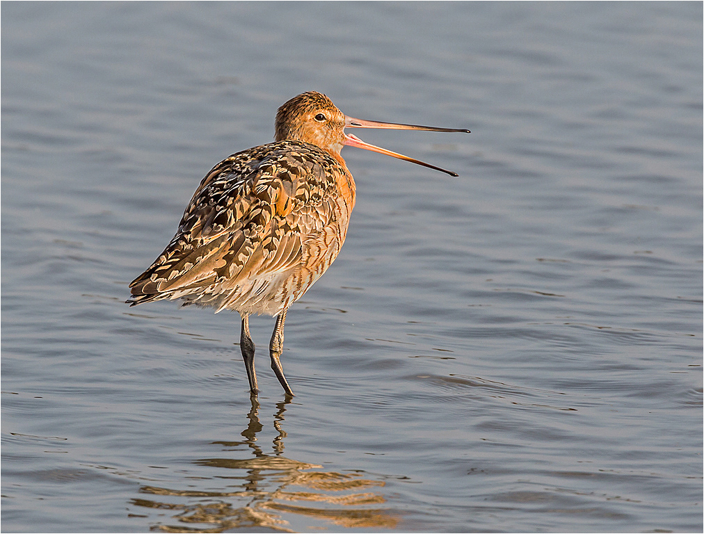Godwit - Summer Plumage