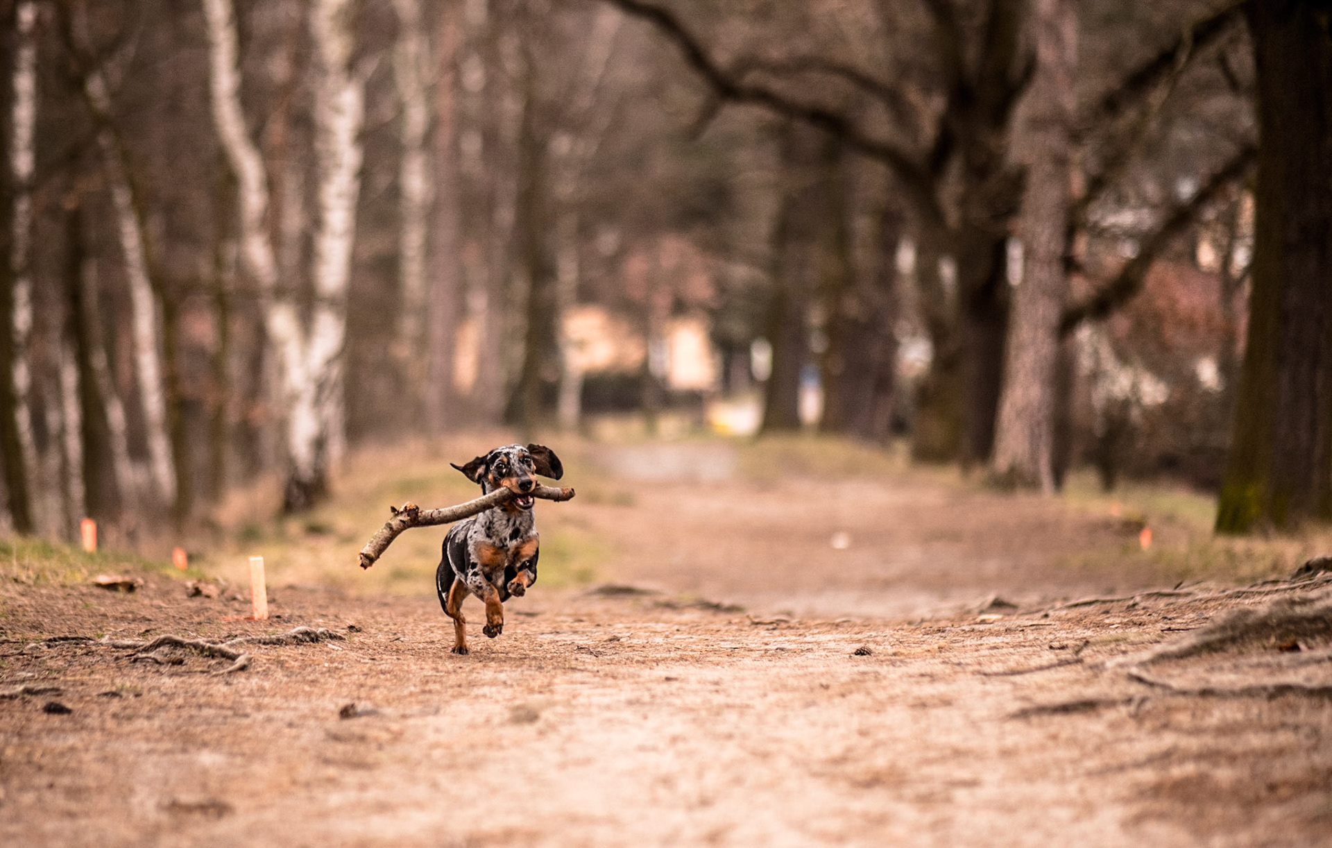 Portrét běžícího psa s klacíkem v listopadovém počasí.