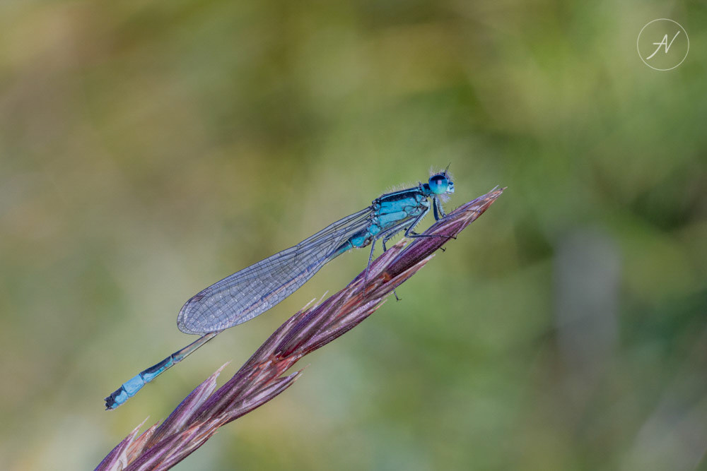 2 | Blue-tailed Damselfly roosting on Meadow Oat-grass