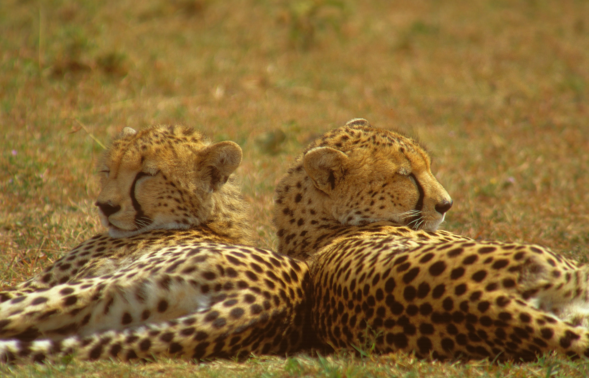 Hoe Oud Kan Een Cheetah Worden