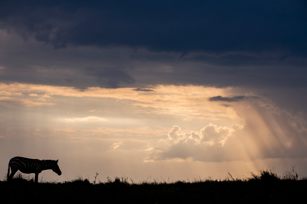Kenya, Ol Pejeta, Zebra sunset