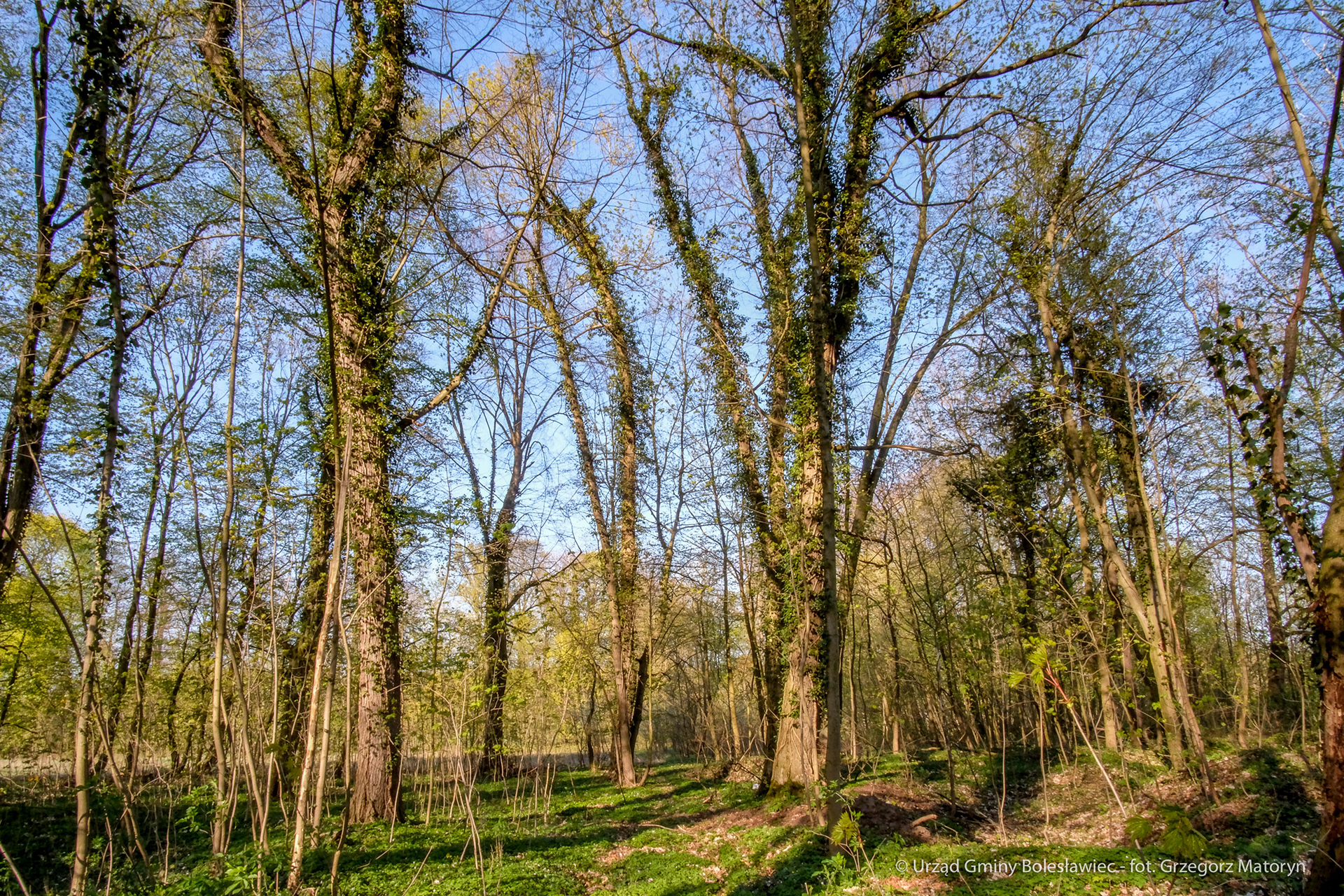 Dąbrowa Bolesławiecka - Park podworski