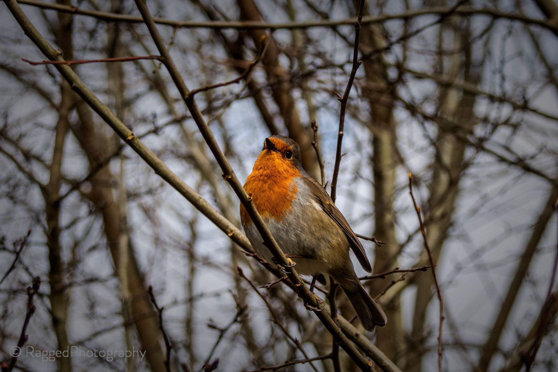 Robin in a tree