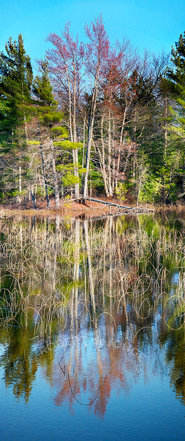 Spring trees, red buds, wetlands, reflection, bent reeds, Peterson Road