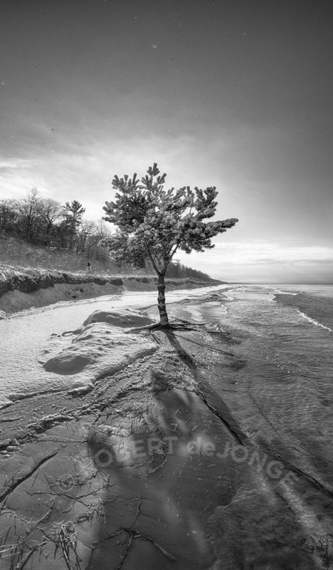 A long shadow is cast by the Lake Tree as the mid winter sun movers close to the horizon. Black & White