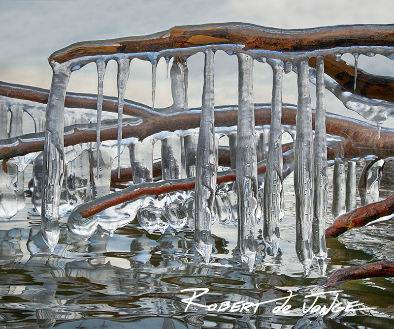 Icicles hang from branches of a tree that has fallen into Lake Michigan