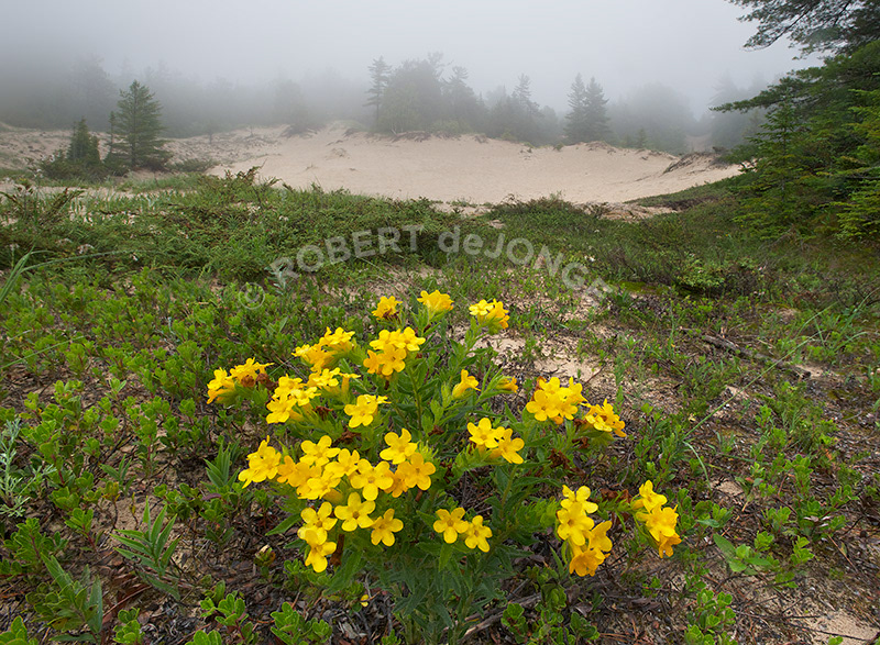 Petoskey State Park, Haze, Fog, Dune, Wildflower, Yellow, Hoary Puccoon, Cedum