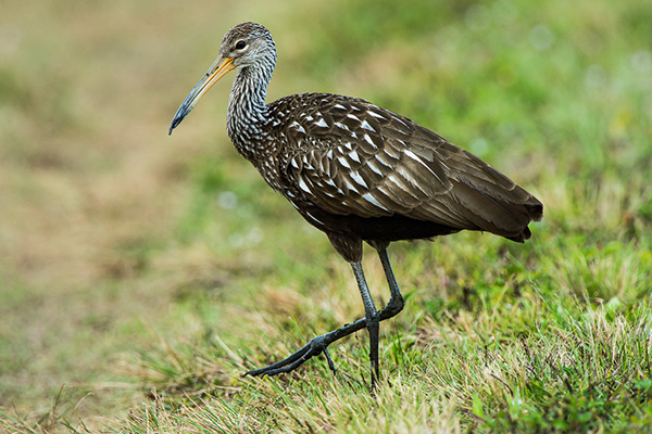 Guide Book Photography - GRUIFORMES