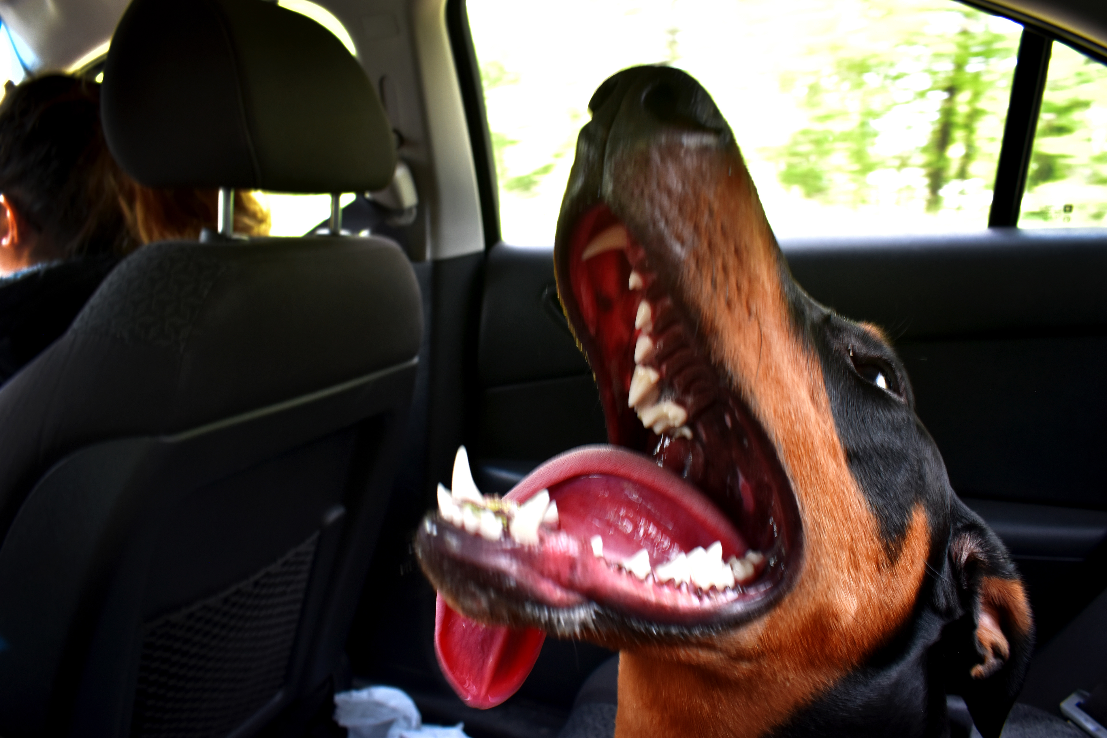 ari liz ramos, "Our Dogs," 2021 (@_alrphotos)