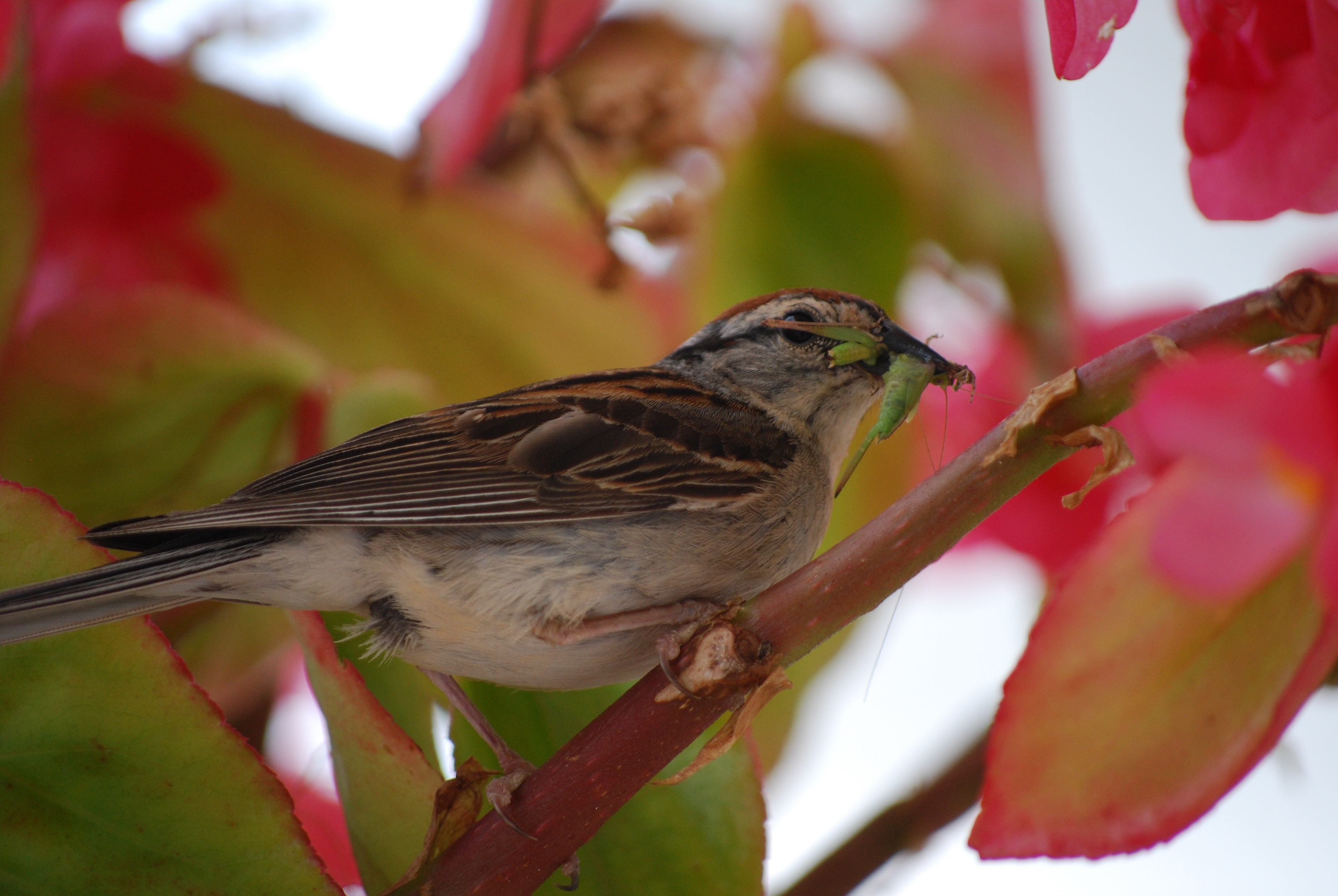 Chipping sparrow with a grasshopper in its beak (2017)