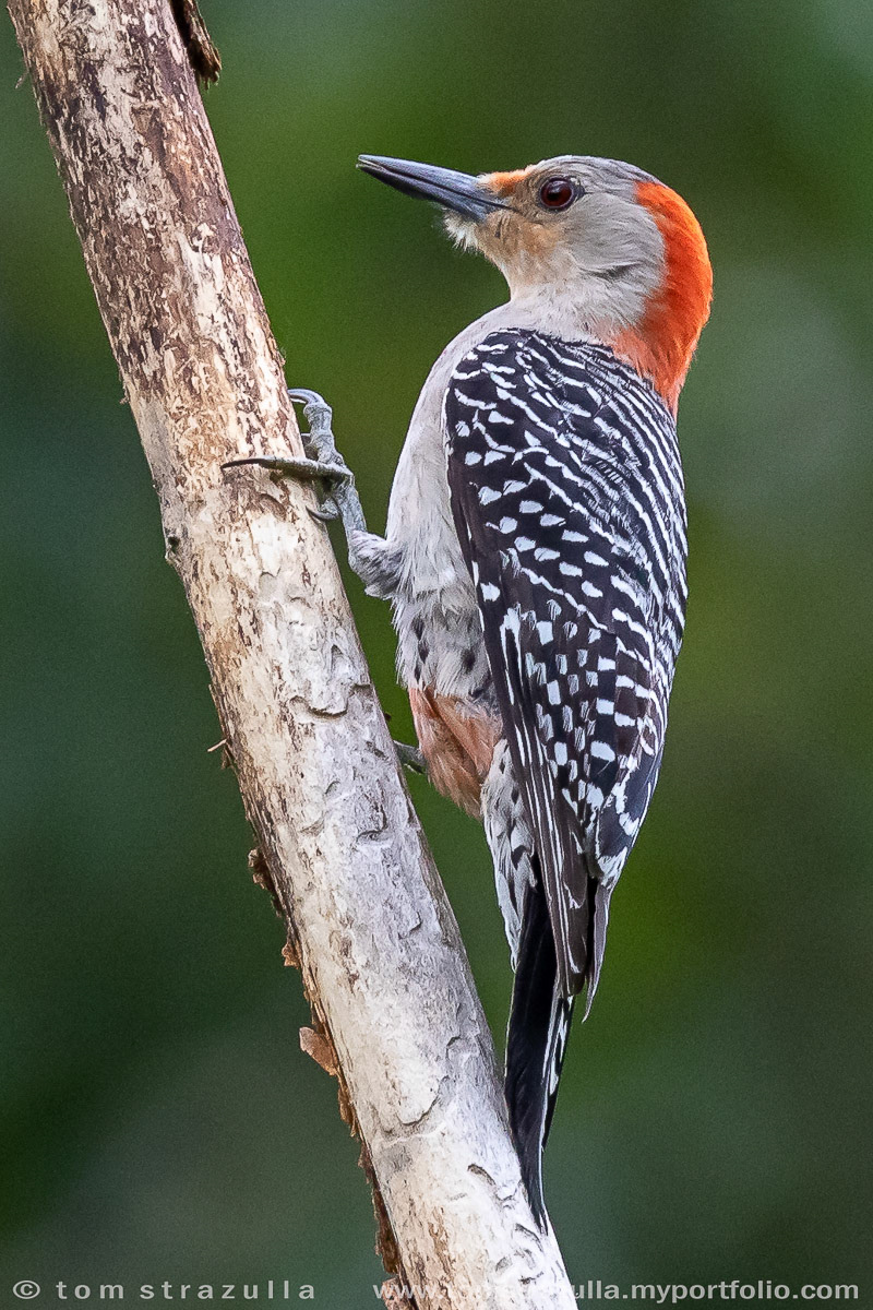 Tom Strazulla Treeclinging Birds