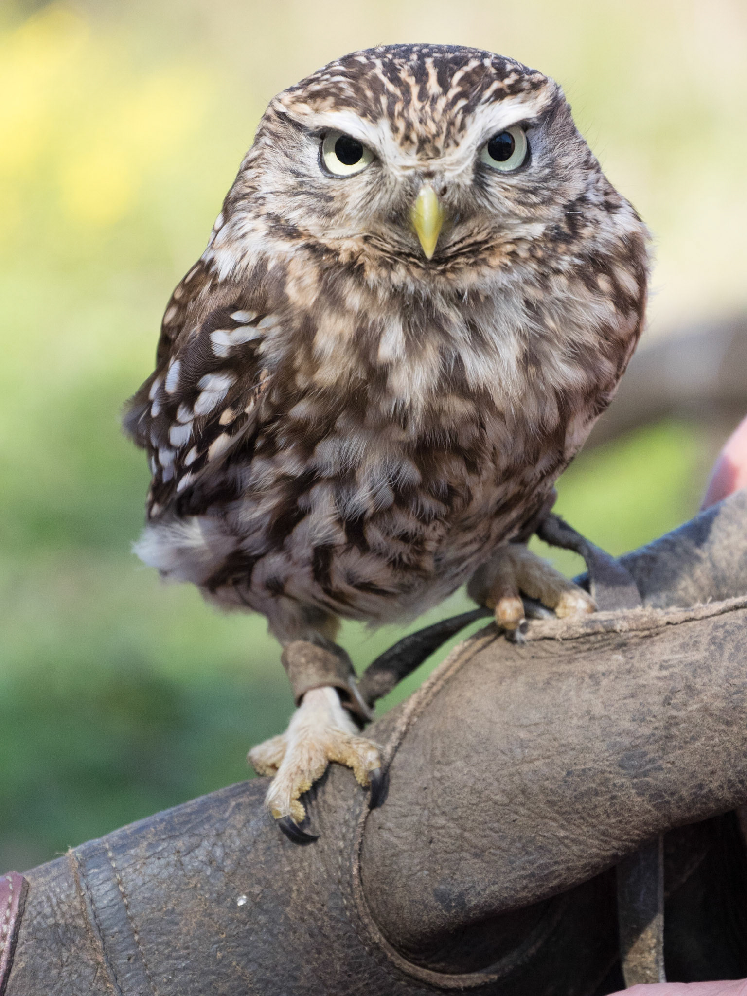 Kleiner Kauz im Wildvogelpark Saarburg