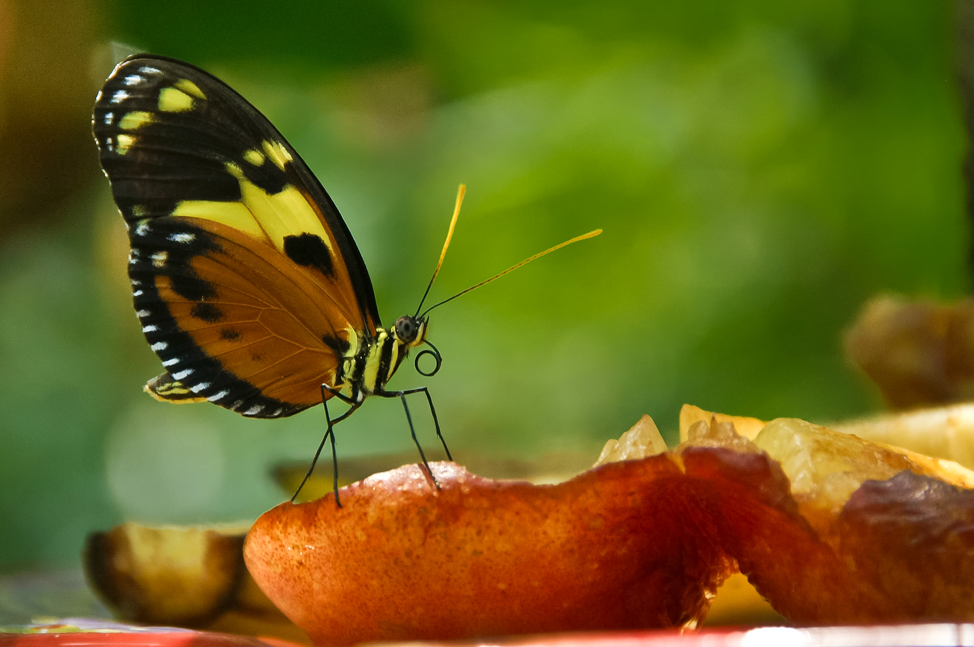 Auf Key West (Florida) im Schmetterlingshaus