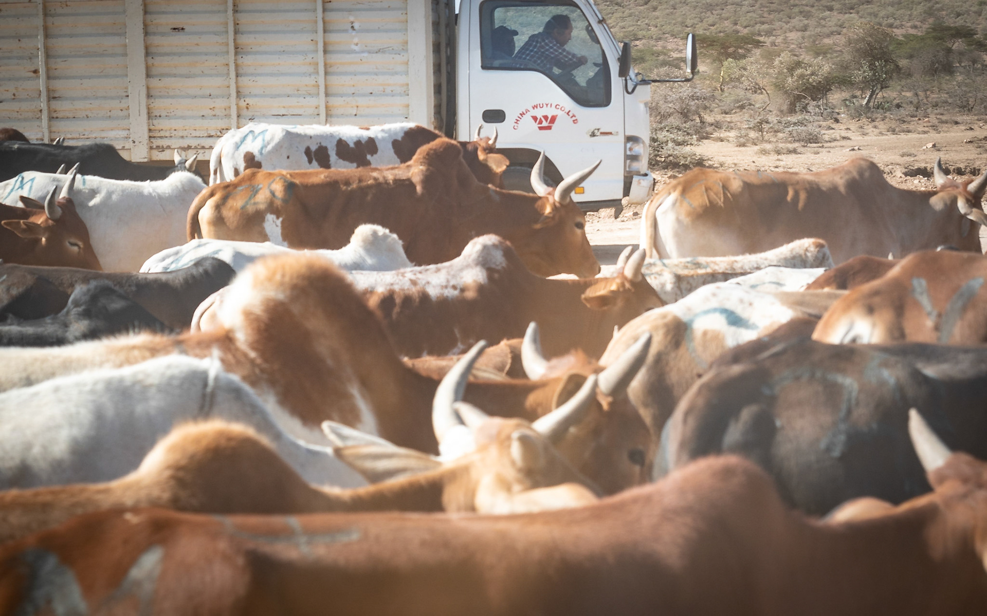 Kenia, Kuhherde vs. chinesischer Bautrupp