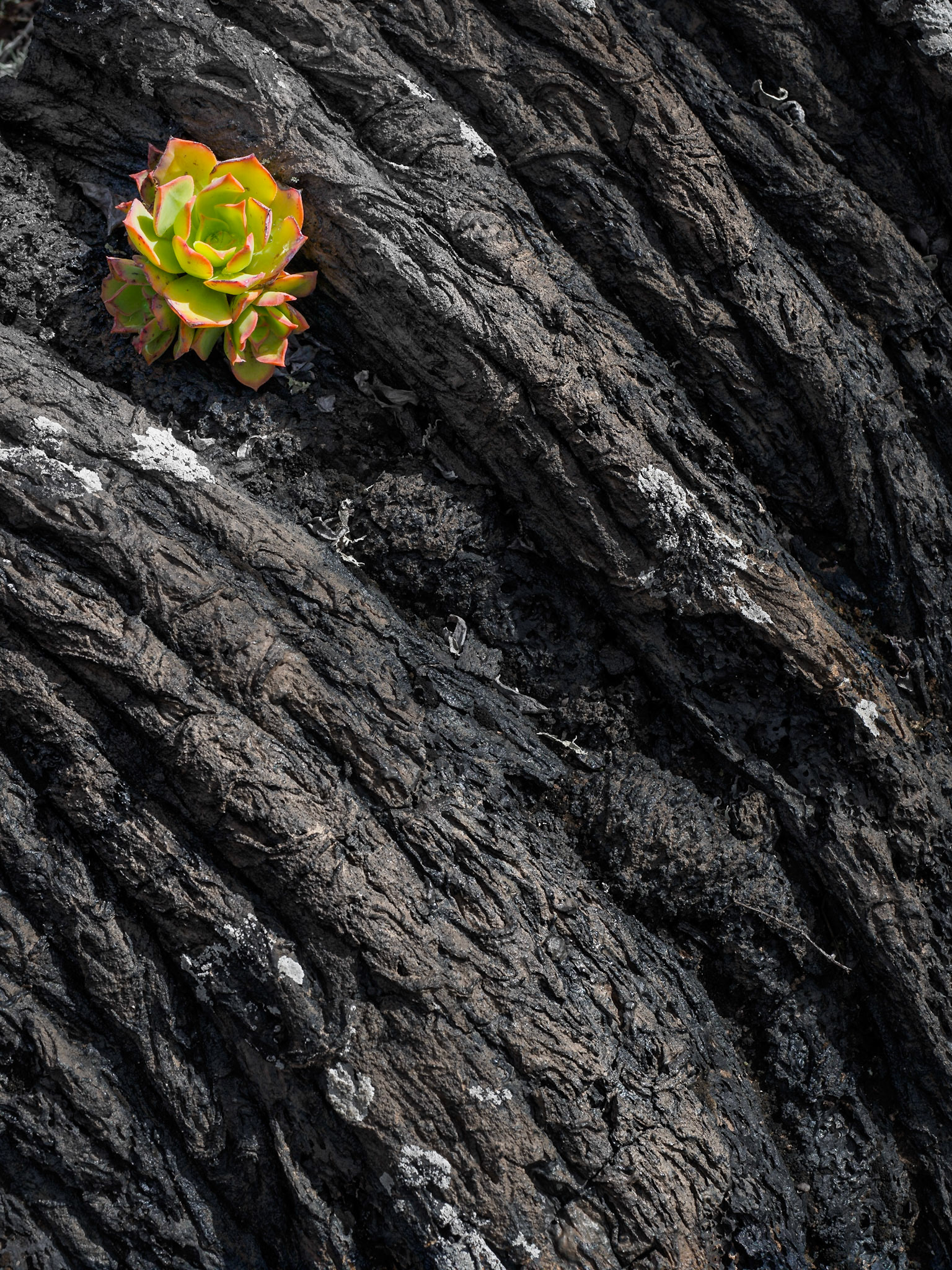 Vegetation zwischen der Lava