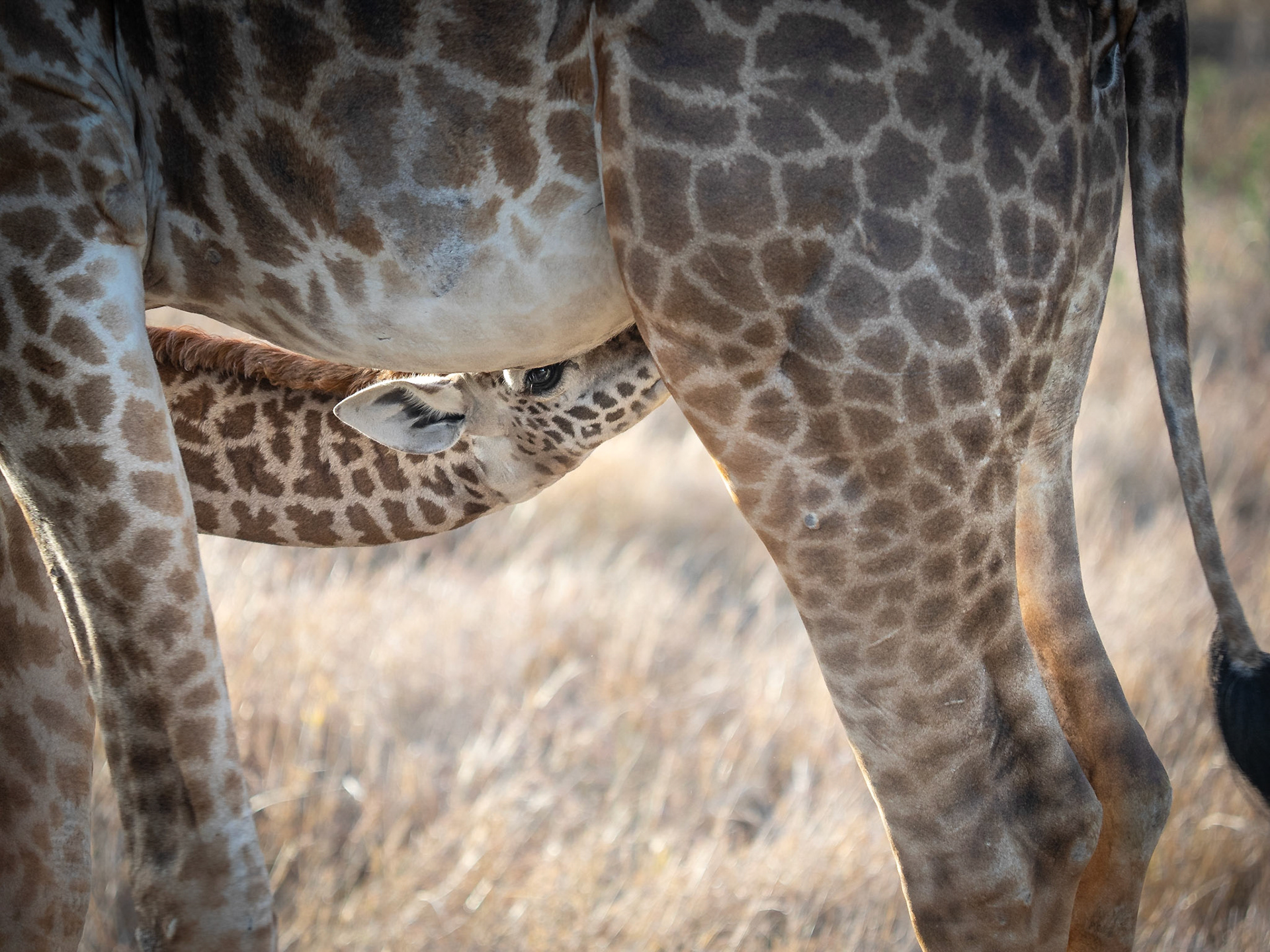 Baby Giraffe versucht bei der Mama zu trinken