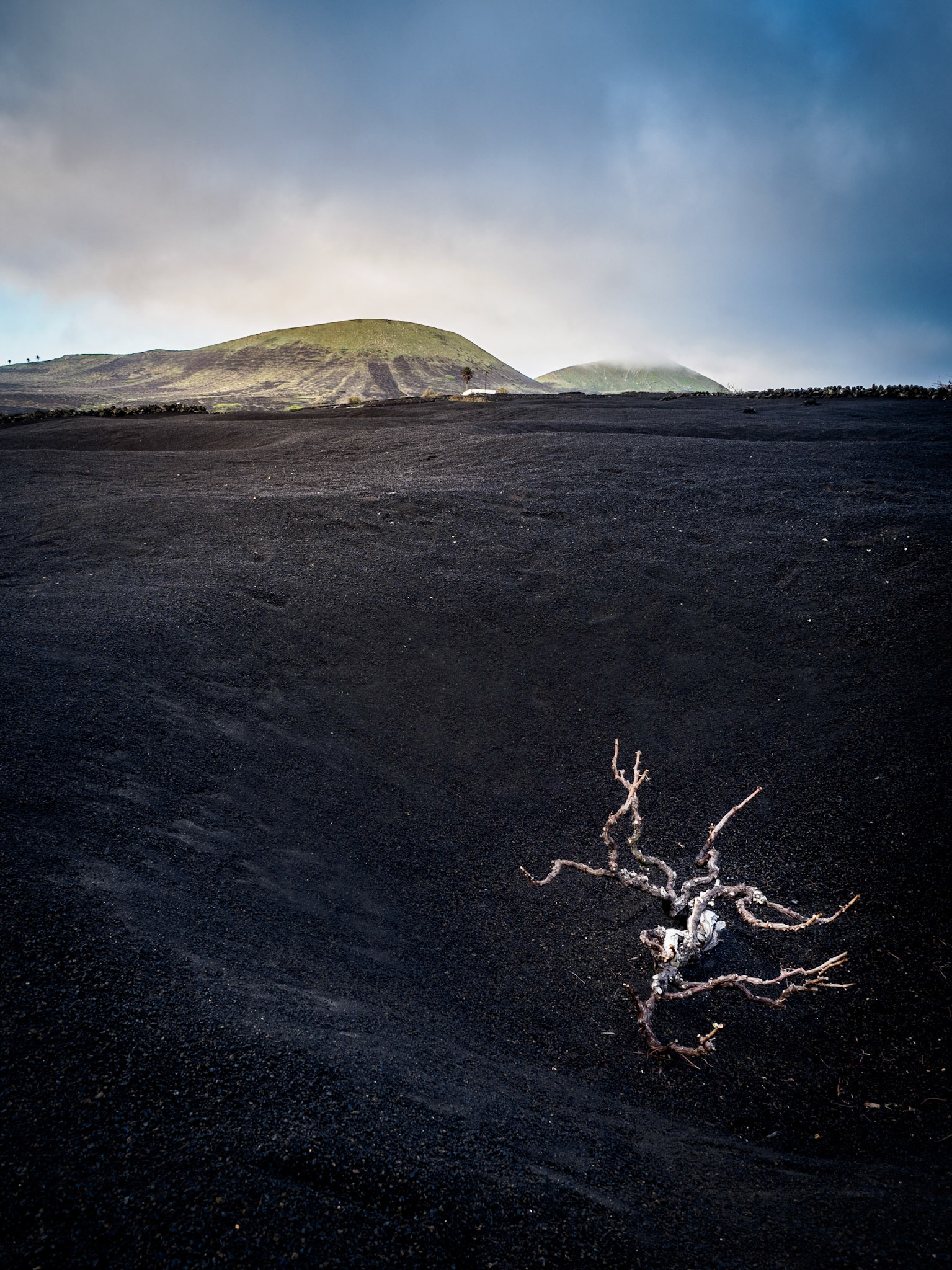 Ein einzelner Weinstock in La Geria