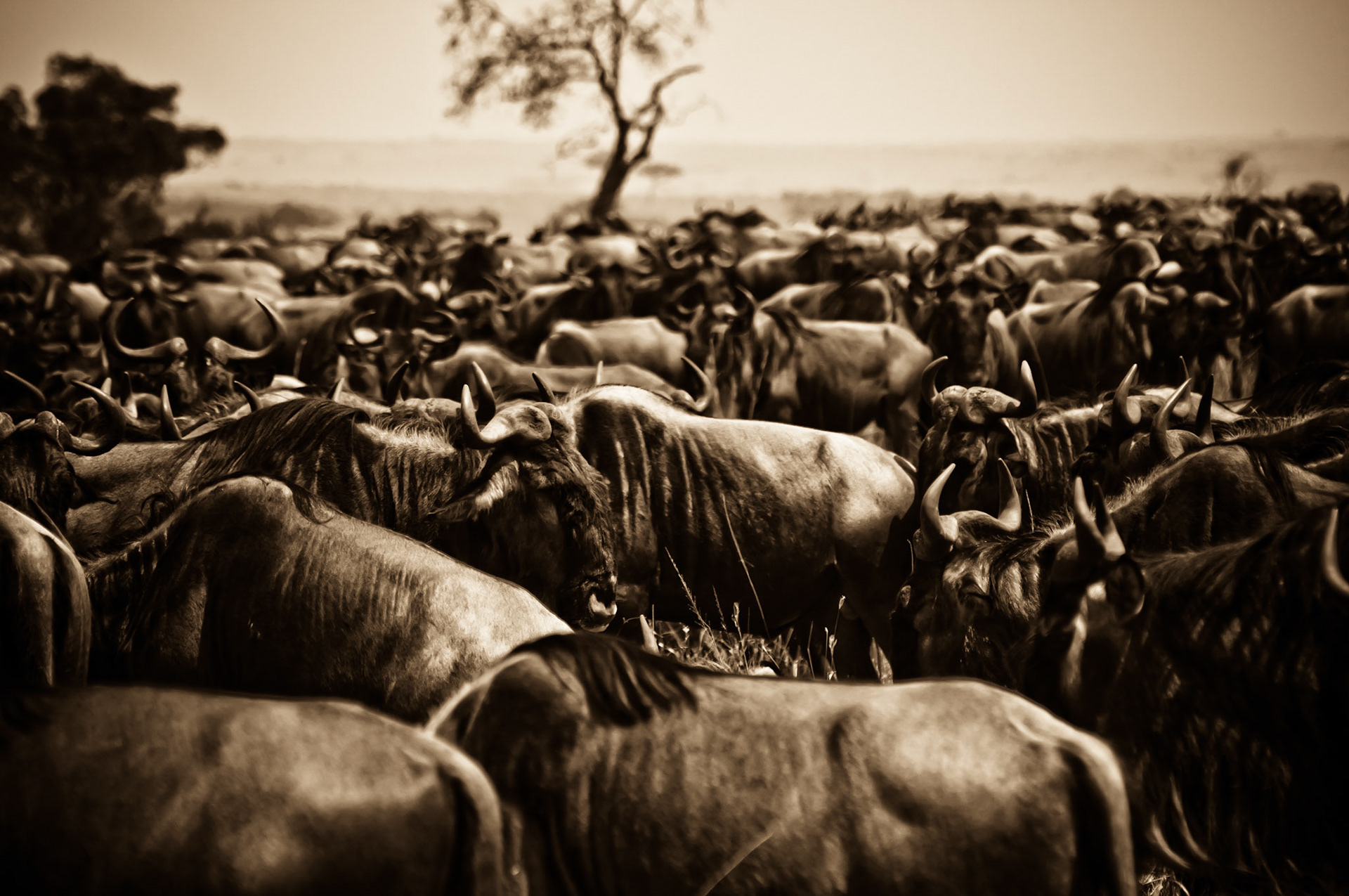 Gnu Herde zur Zeit der großen Migration