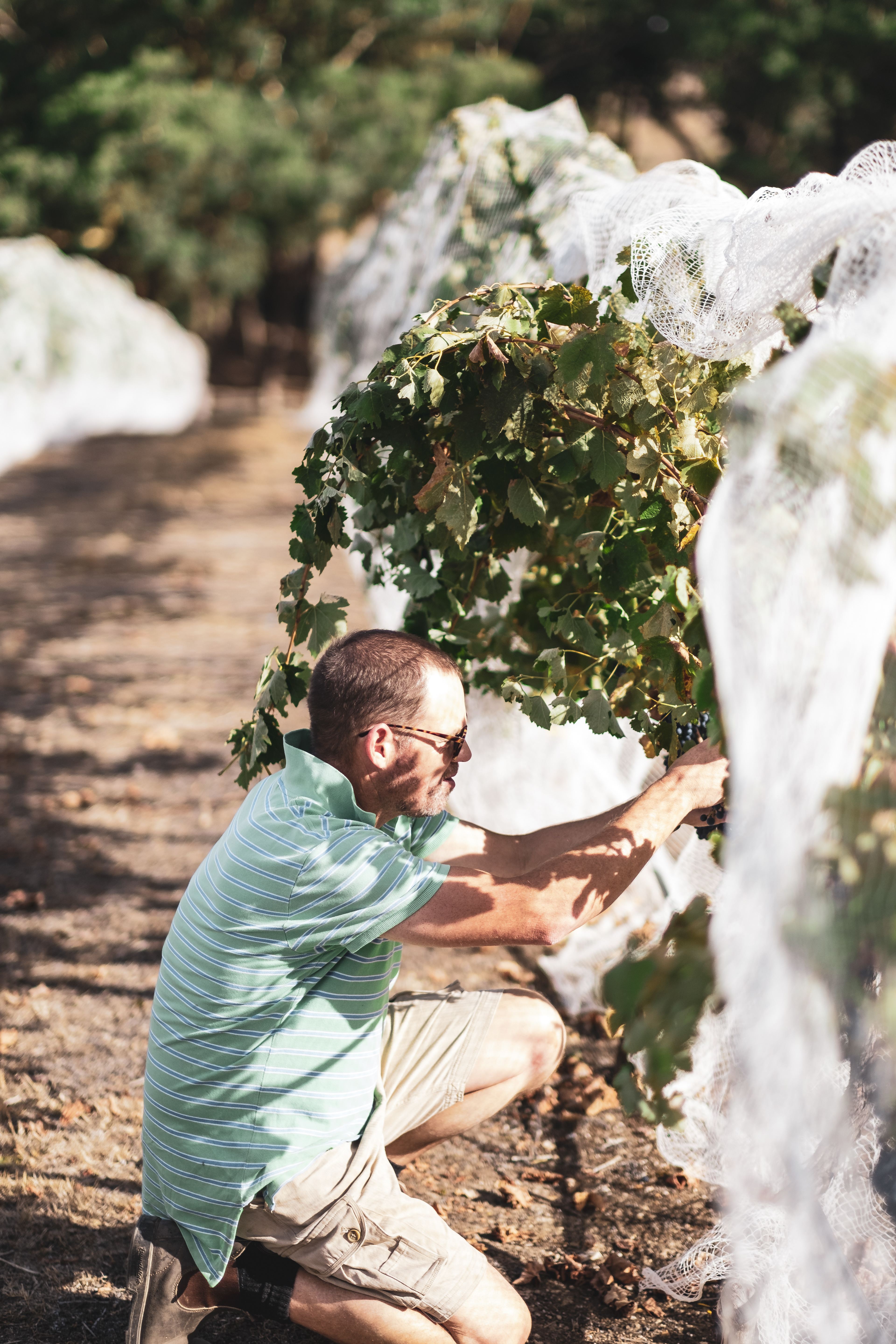 Ready for Harvest