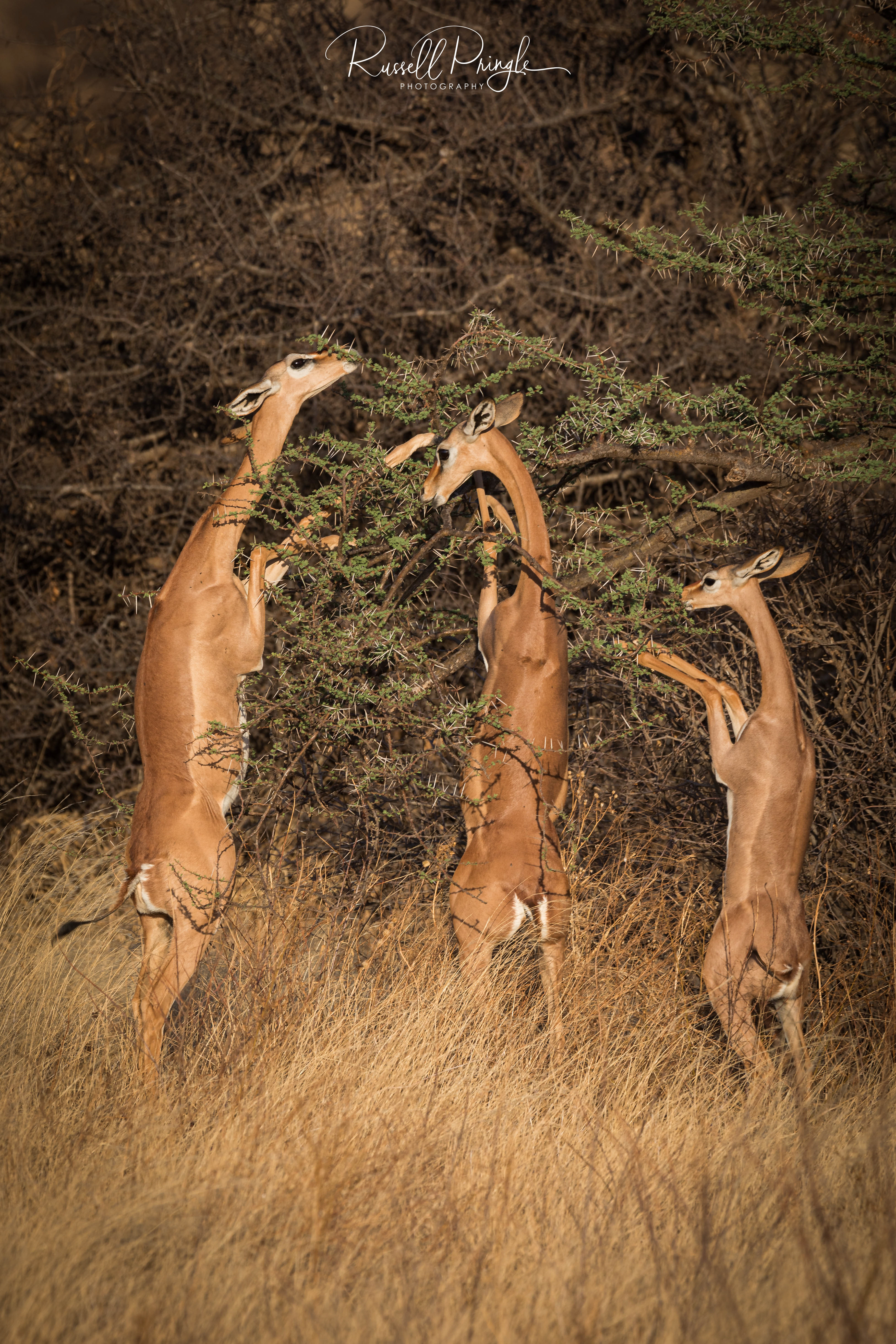 Generuk-Samburu NR, Kenya
