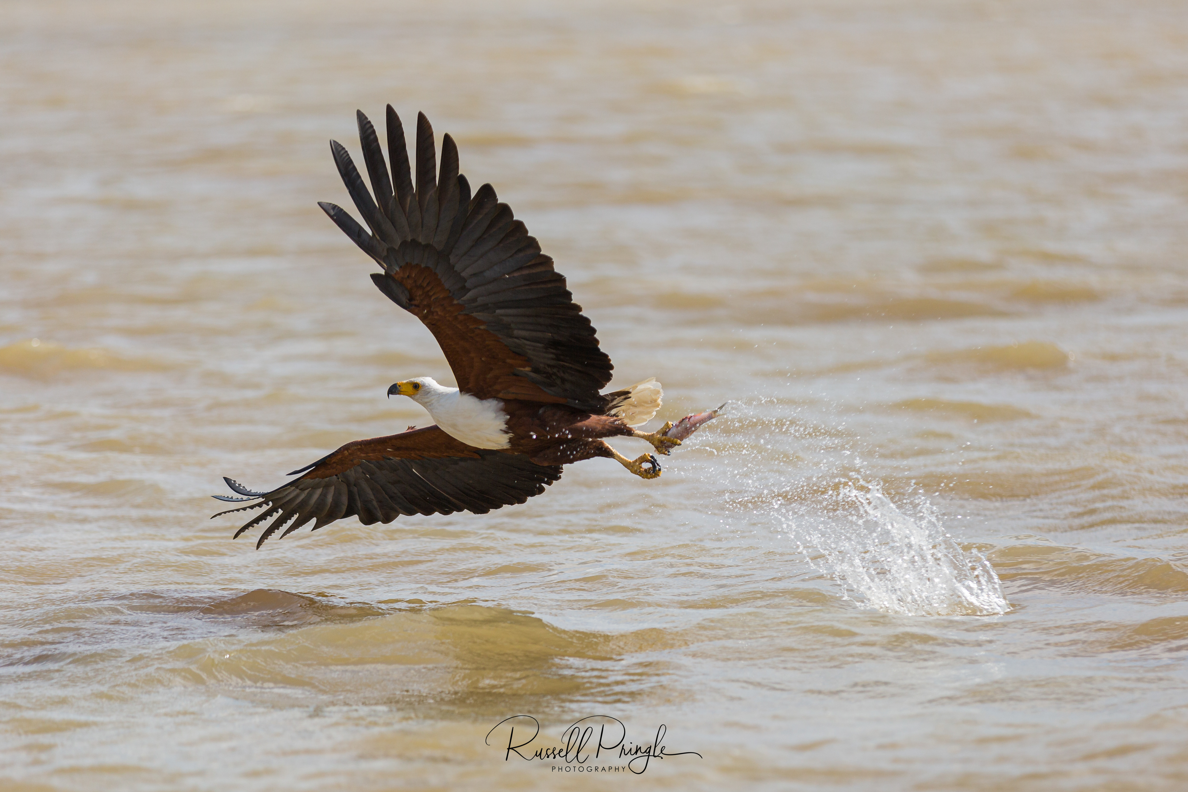 African Fish Eagle-Lake Baringo, Kenya