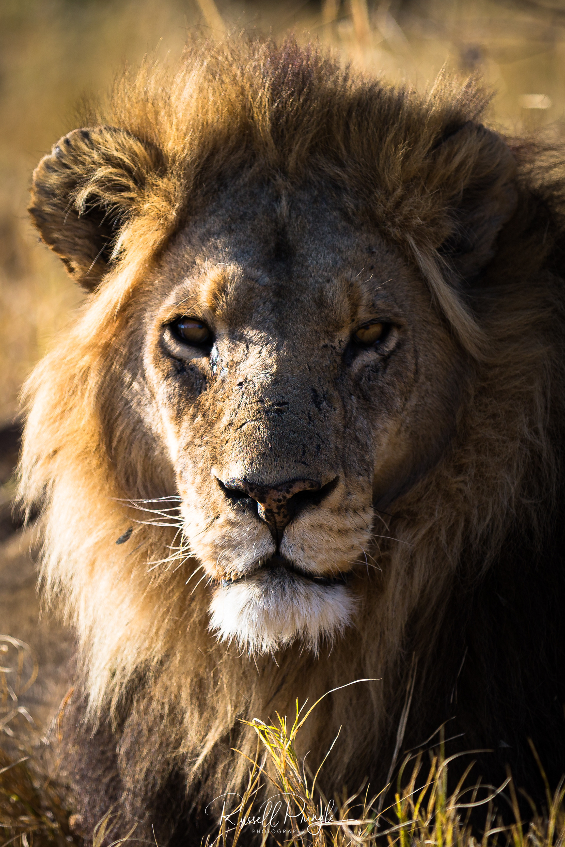 Lion-Okavango Delta, Botswana
