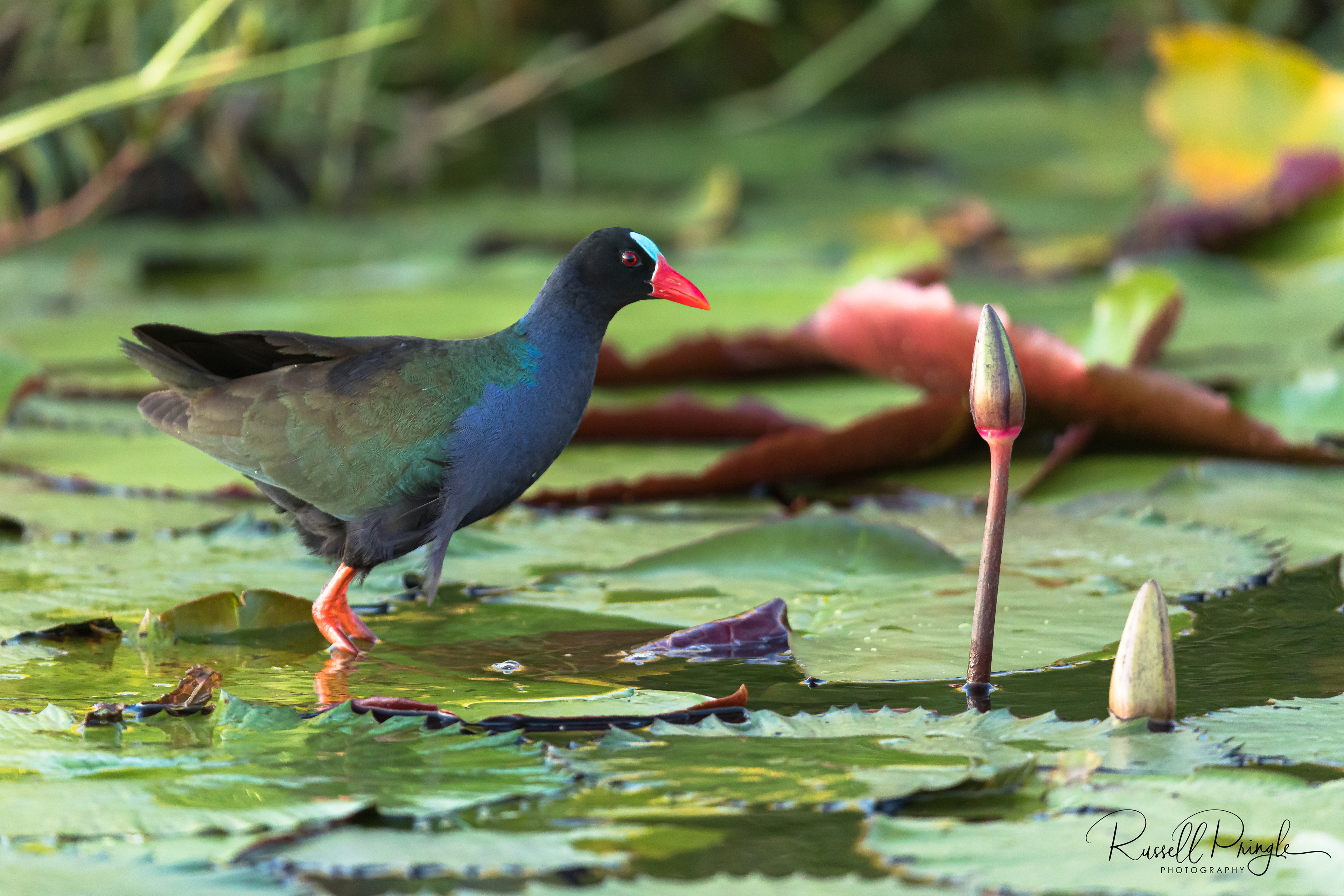 Allen's Gallinule-Chobe River, Botswana