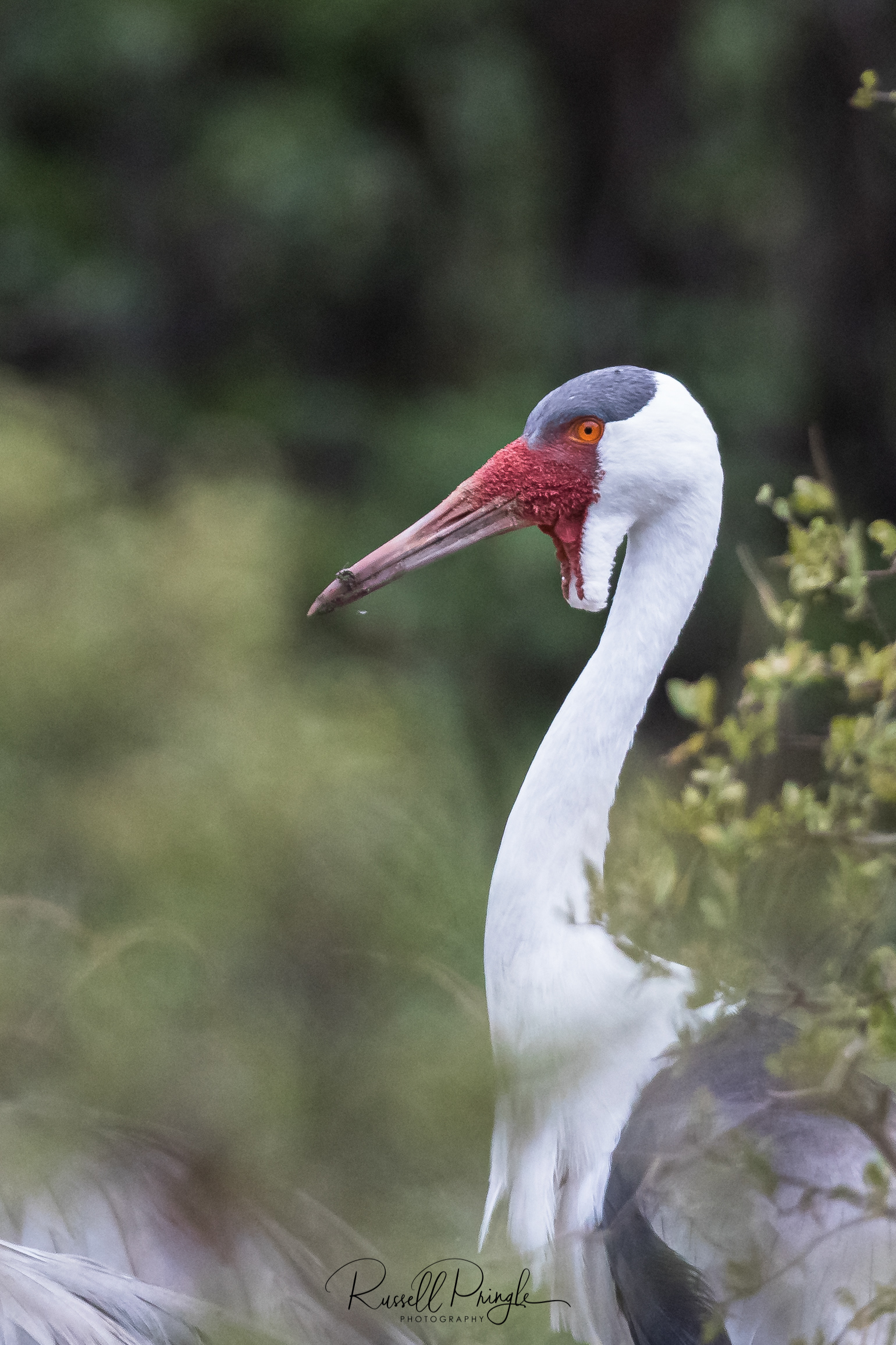 Wattled Crane-Okavango Delta, Botswana