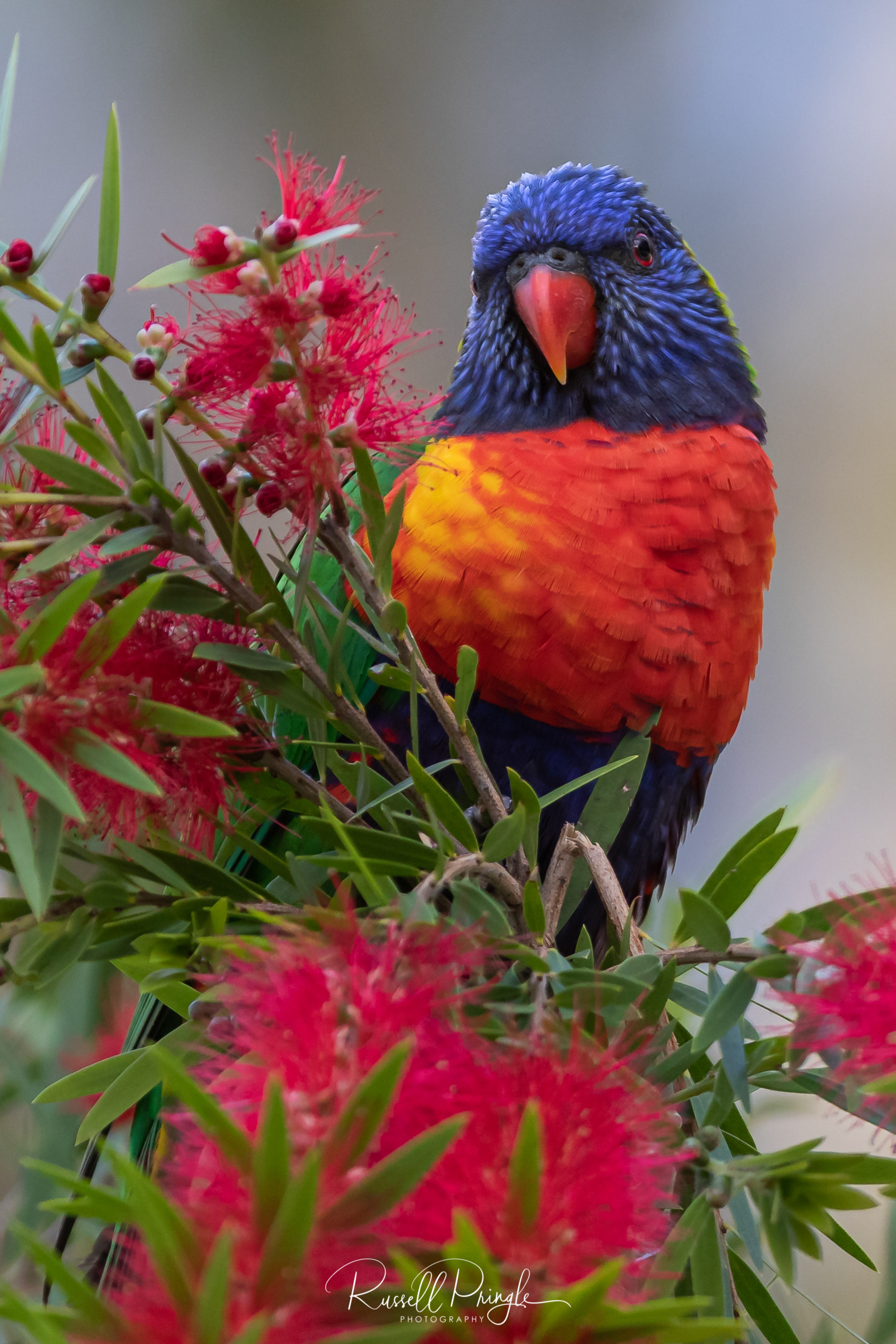 Rainbow Lorikeet-Port Stephens, Australia