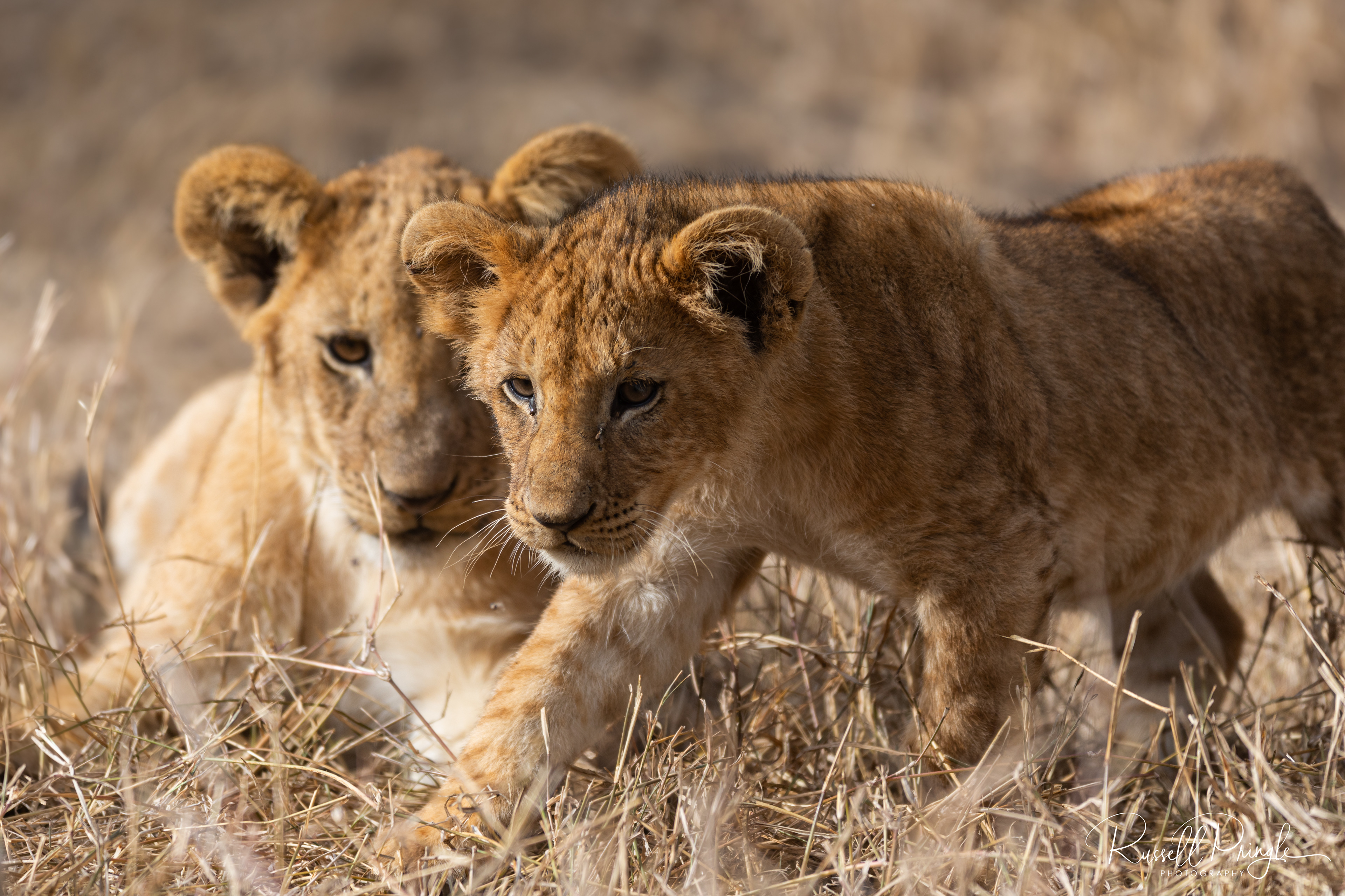 Lions-Nyeri, Kenya