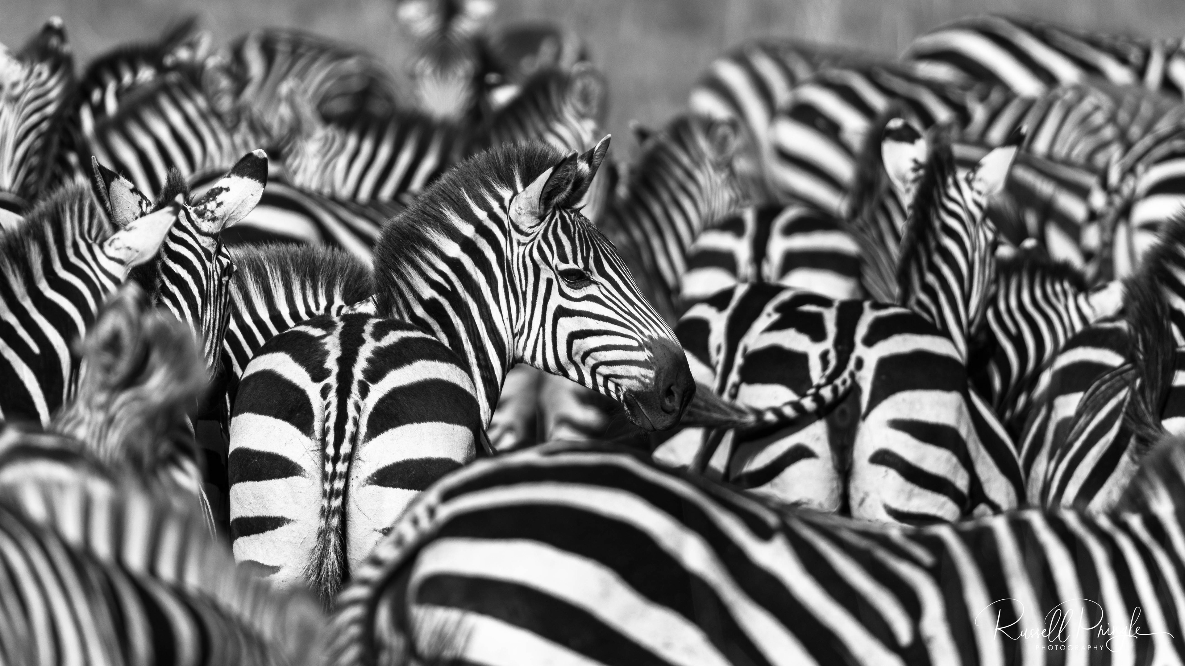 Plains Zebra-Masai Mara, Kenya