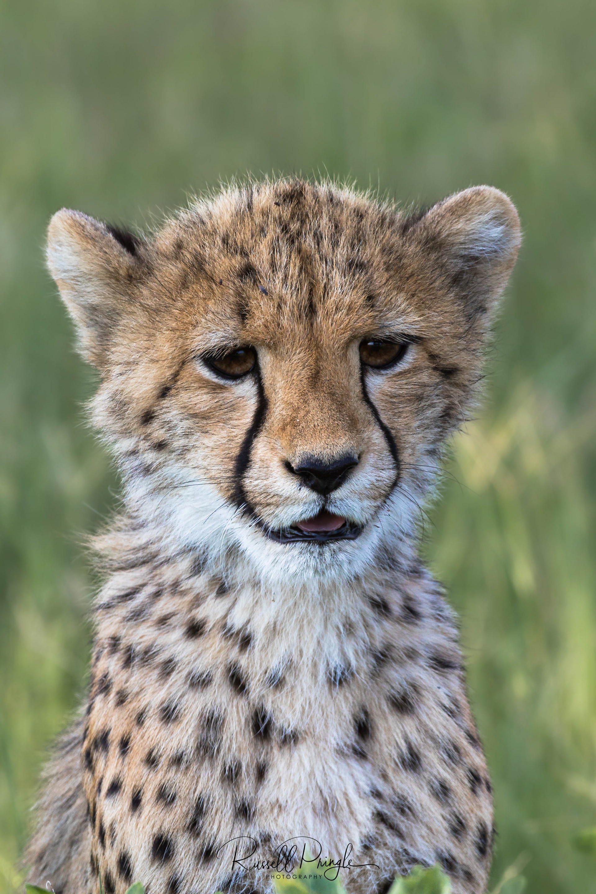 Cheetah-Okavango Delta, Botswana