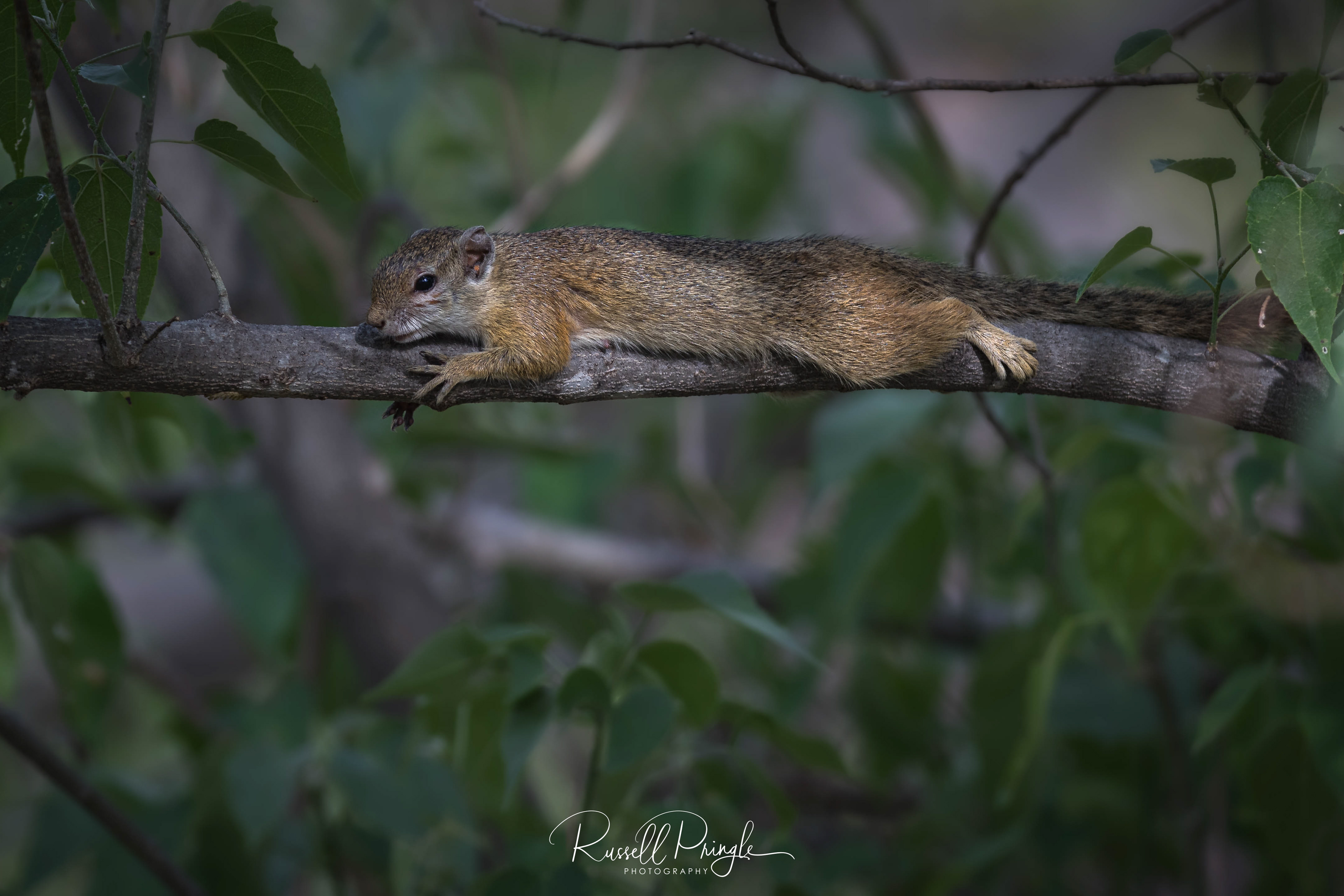 Cape Ground Squirrel-Moremi GR, Botswana