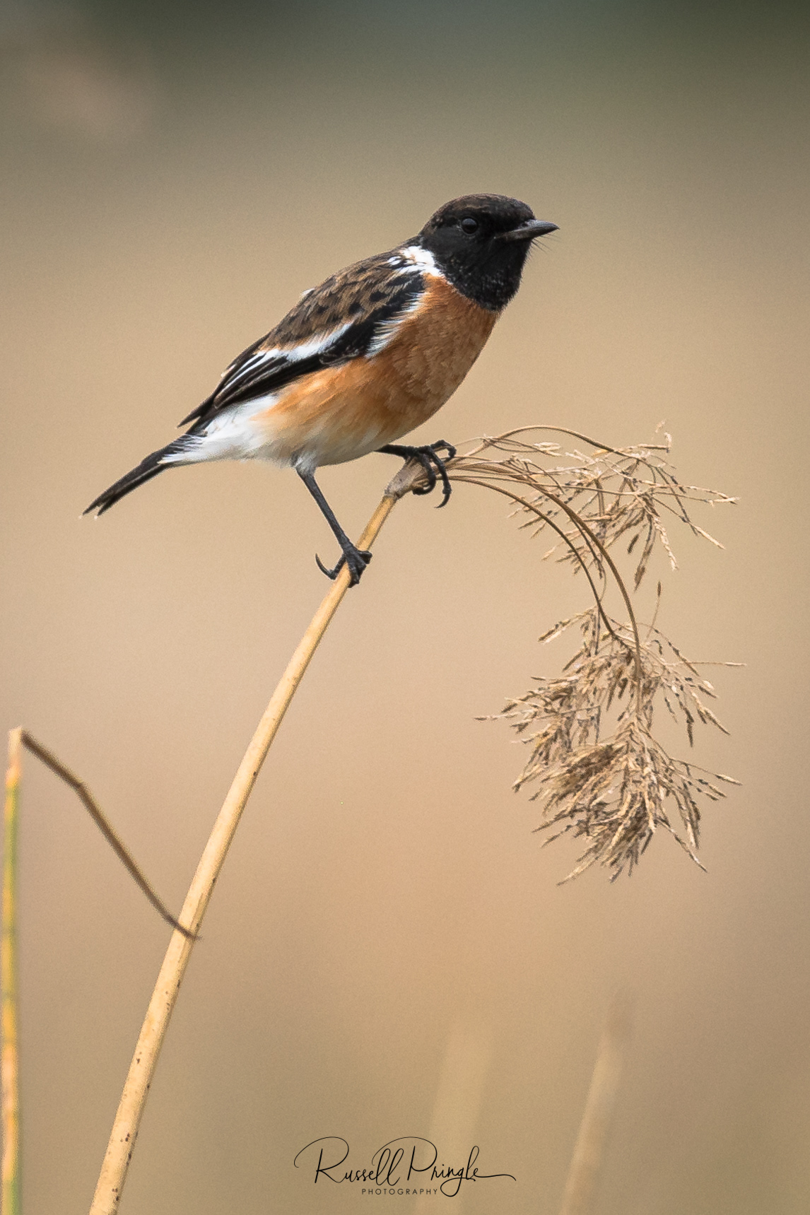 African Stonechat-Moremi GR, Botswana