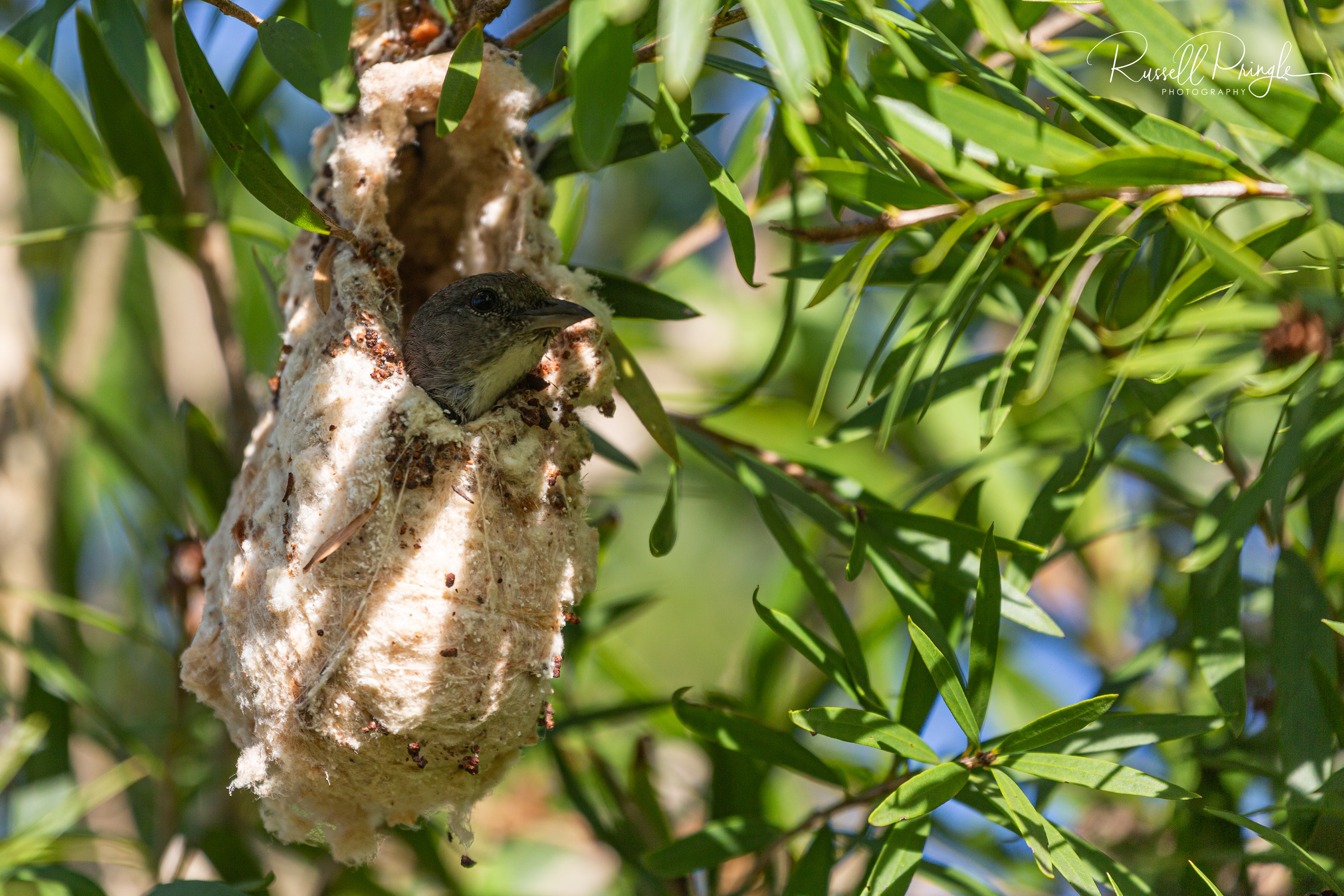 Mistletoe bird-Hunter Valley, Australia